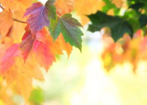 Autumn leaves