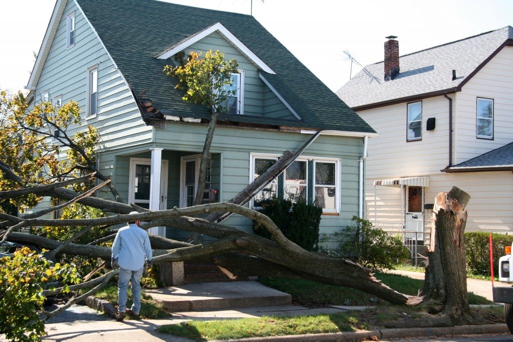 fallen tree infront of home