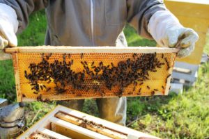 beekeeper