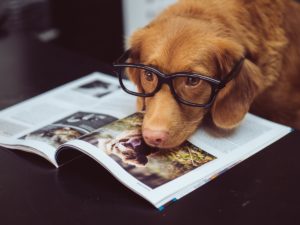 dog wearing eyeglasses