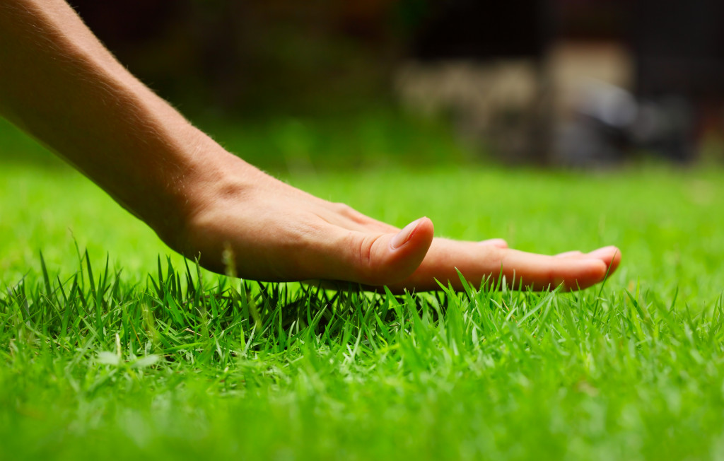 person's hand on top of grass lawn