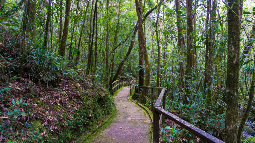 a forest walkway