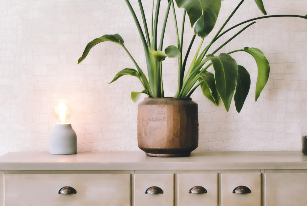 Indoor plants helping improve home's air quality