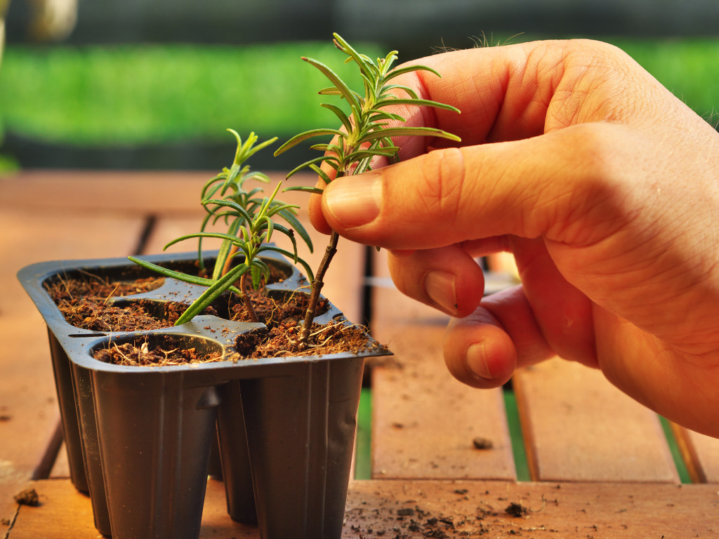A hand planting a tick of rosemary on a seed container