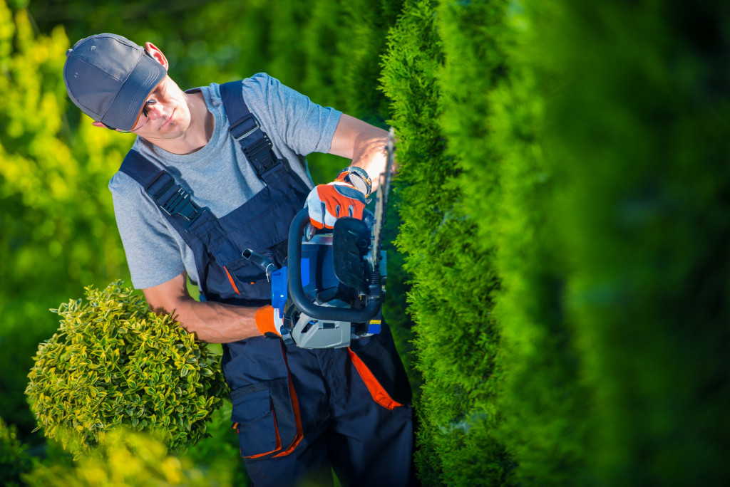 A gardener shaping hedges