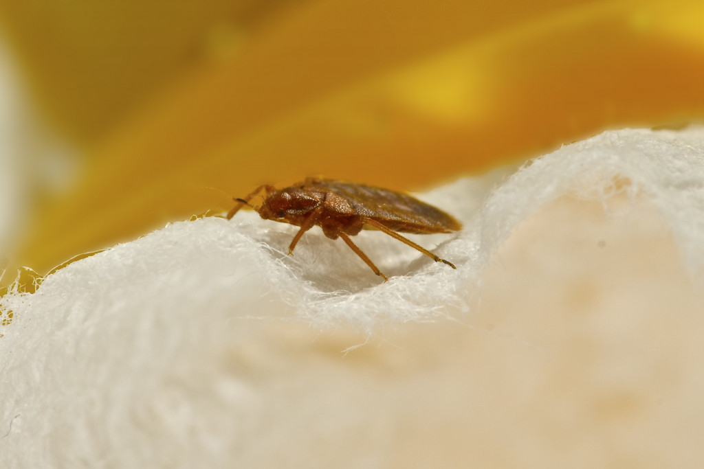 Bed bug on couch